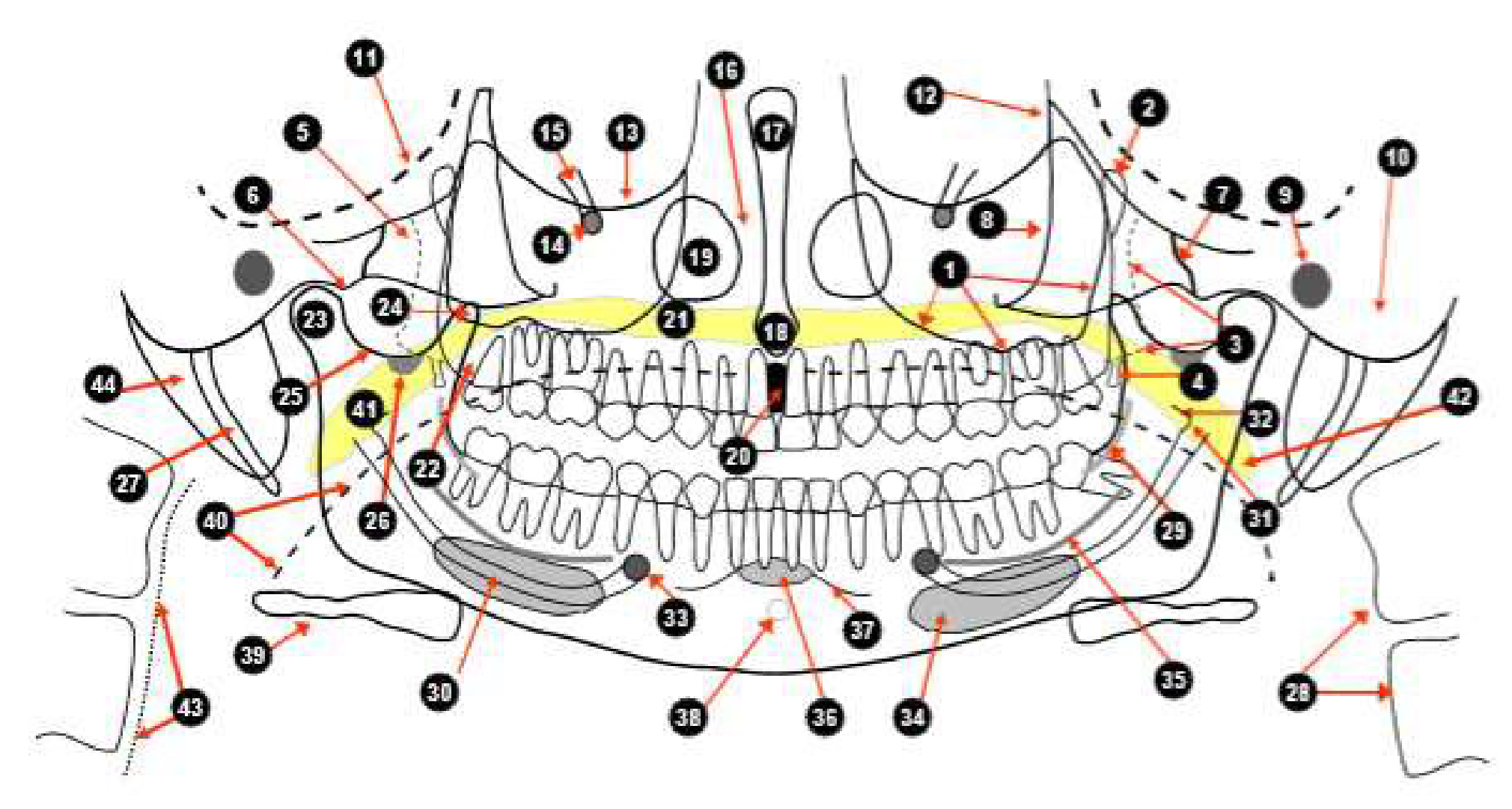 Panoramic Anatomy:
