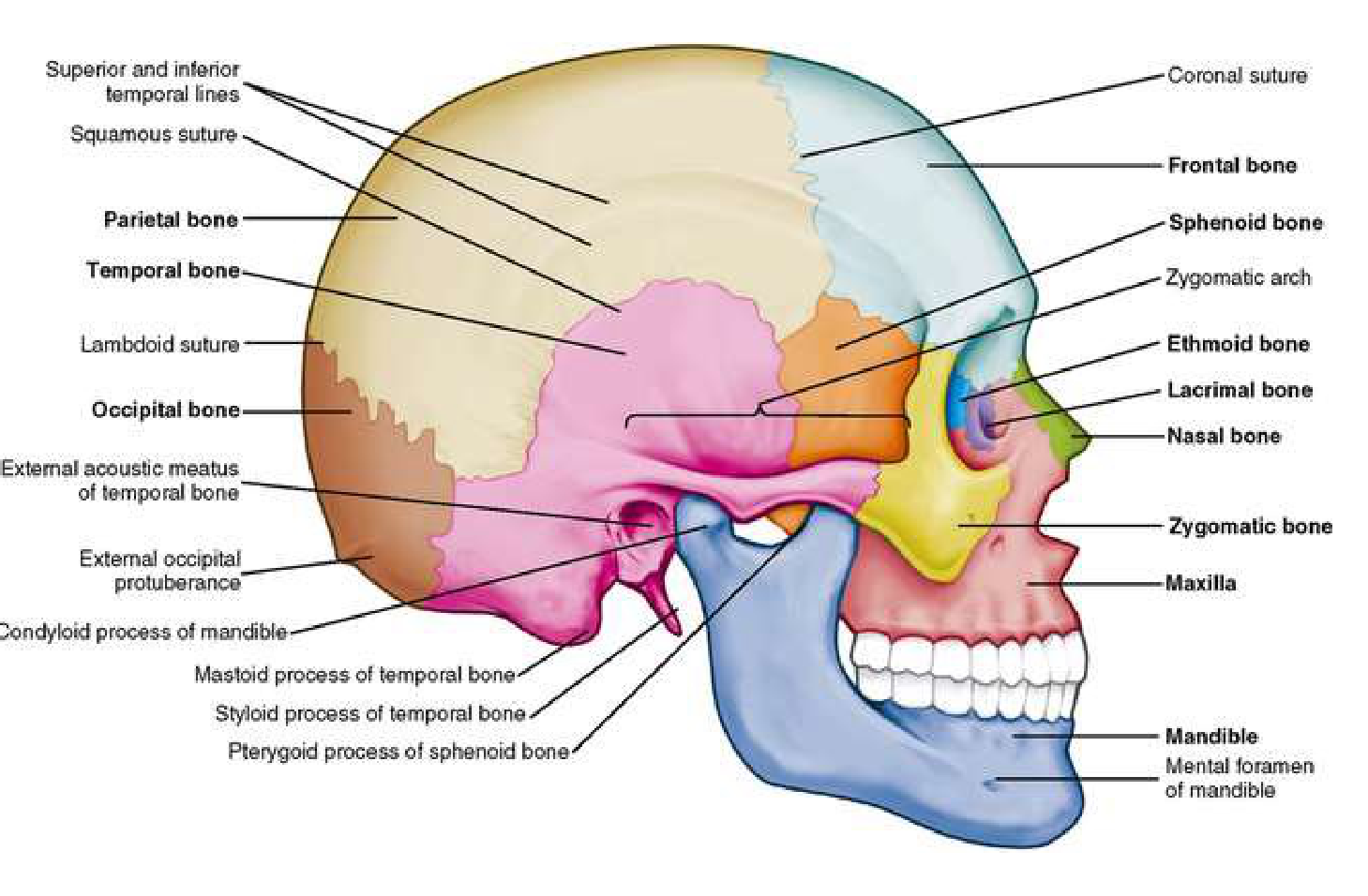 Sagittal View