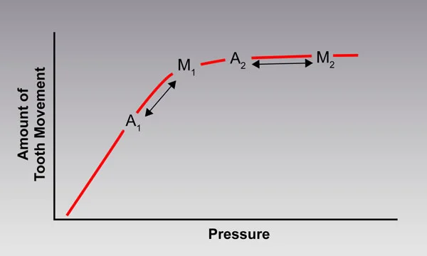 Tooth mvt / pressure in the PDL: The response of anchor teeth (A) and the tooth or teeth to be moved (M) depends on the loading of the PDL of these teeth. A force against the crown of a tooth creates pressure in the fluid-filled PDL space. When any force is applied, there is an equal and opposite reactive force. So if you want to move M more than A, the pressure in the PDL should be more for M than A. Note that as pressure increases, the amount of tooth movement levels off. So if too much force is applied, there will be less difference in the desired (M) and undesired (A) amounts of movement.