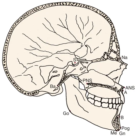 Key landmarks for tracing or digitization, as seen on a midline section of a skull.