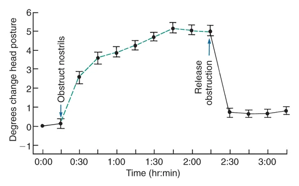 Graphical experimental results showing that blocked nasal breathing is associated with a corresponding change in head posture. When the nose is no longer blocked, the posture returns to normal.