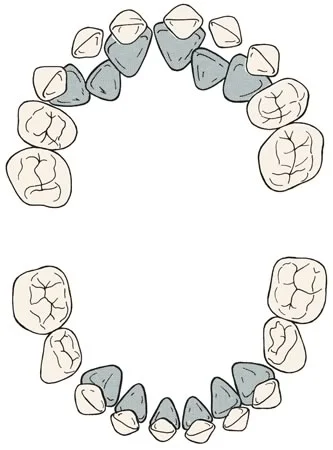 Occlusal view of developing dentition: The tooth buds of the permanent teeth are lingual and apical to the primary teeth.