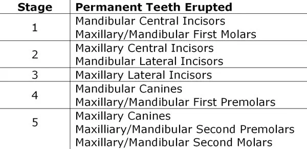 Dental age summary: It is more helpful clinically to remember when groups of teeth erupt than to try to memorize exact ages for individual teeth.