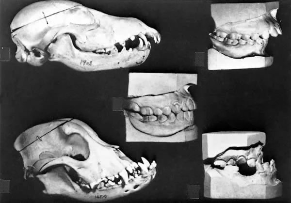 Canine and human dentitions show side by side to make an intuitive - but incorrect - point.