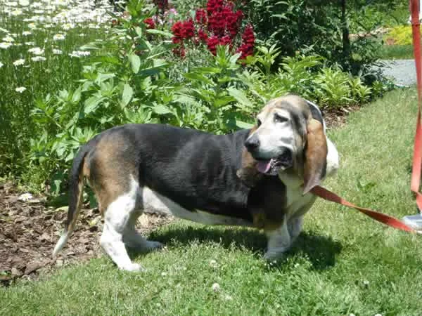 Bassett hound, whose short legs (and midface deficiency) are characteristic of achondroplasia.