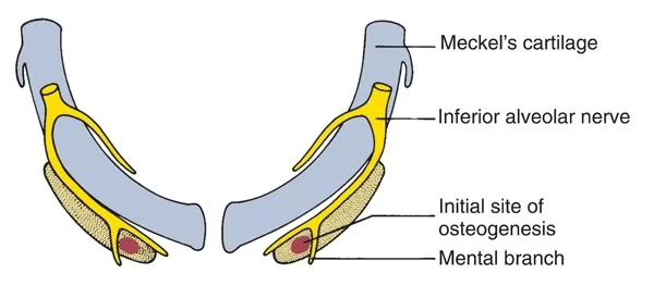 Mandibular bone forming in relation to Meckel’s cartilage.