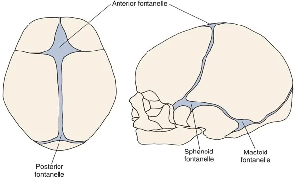 Fontanelles of the newborn skull.