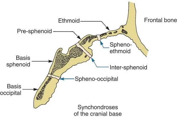 Major synchondroses of the cranial base.