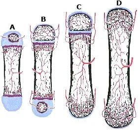Endochondral ossification of a long bone.