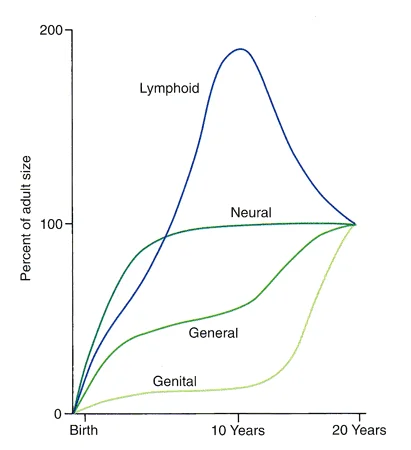 Sammon’s curves: Lymphoid, neural, genital, and general somatic body growth follow different patterns.
