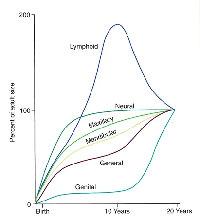 Maxillary and mandibular growth curves with Scammon’s curves: The cephalocaudal gradient of growth dictates that the maxilla grows earlier than the mandible which catches up later.