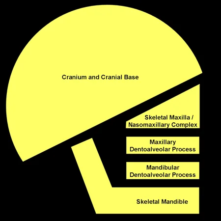 Major functional units of the craniofacial complex