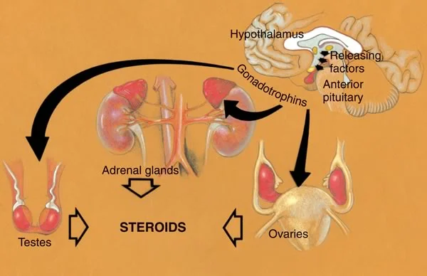 Schematic of growth spurt hormones: Releasing factors in the hypothalamus signal the anterior pituitary to release gonadotrophins which then act on the gonads to produce sex hormones.