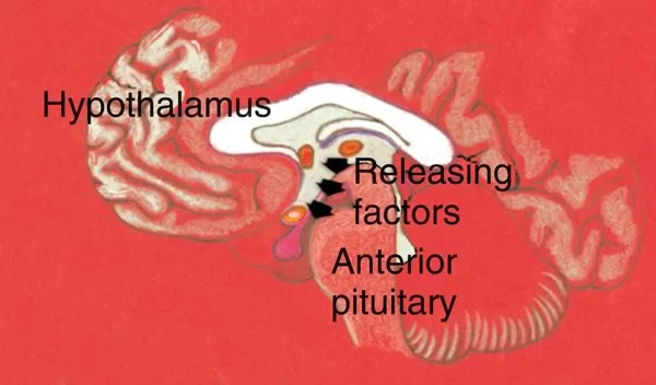 Schematic of hypothalamus/pituitary: Releasing factors in the hypothalamus signal the anterior pituitary to release gonadotrophins by neuro-endocrine cells.