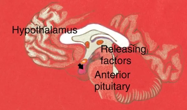 Schematic of hypothalamus/pituitary: The pituitary portal system of blood flow allows for the endocrine factors released in the hypothalamus to migrate to the anterior pituitary.
