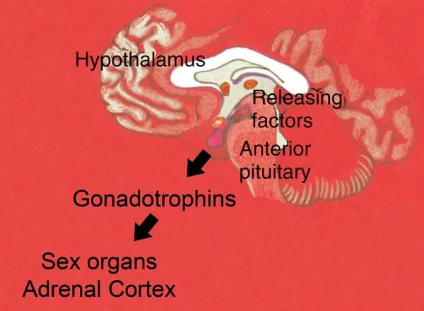 Schematic of hypothalamus/pituitary: The anterior pituitary releases gonadotrophins which then signal the gonads in each sex as well as the adrenal cortex.