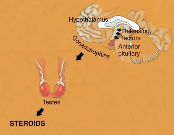 Schematic of hypothalamus/pituitary/testes: The anterior pituitary releases gonadotrophins which then signal the testes to release androgens.