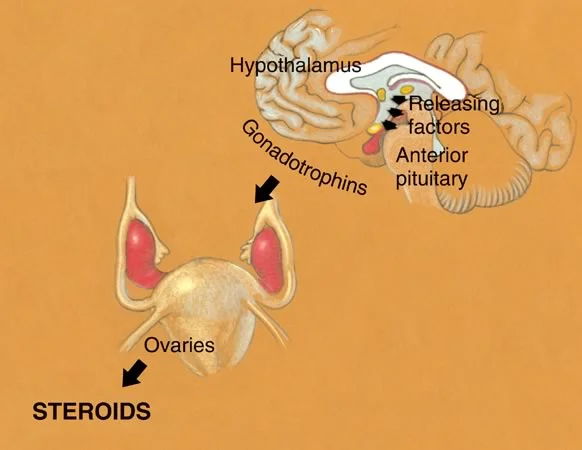 Schematic of hypothalamus/pituitary/ovaries: The anterior pituitary releases gonadotrophins which then signal the ovaries to release estrogens.
