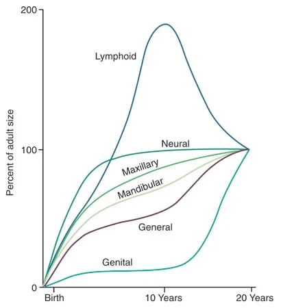 Scammon’s Curves: While the increase in genital growth signals the adolescent growth spurt, significant changes take place in other types of tissues throughout the body.