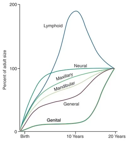 Scammon’s Curves: The genital growth curve signals endocrine changes in the body that are important for growth and maturation.