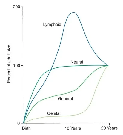Scammon’s Curves: These curves show growth of the neural, genital, and lymphoid tissues in relation to the general somatic growth of the body.