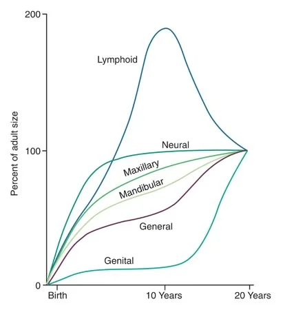 Scammon’s Curves: These curves show growth of the maxilla and mandible as well as the neural, genital, and lymphoid tissues in relation to the general somatic growth of the body.