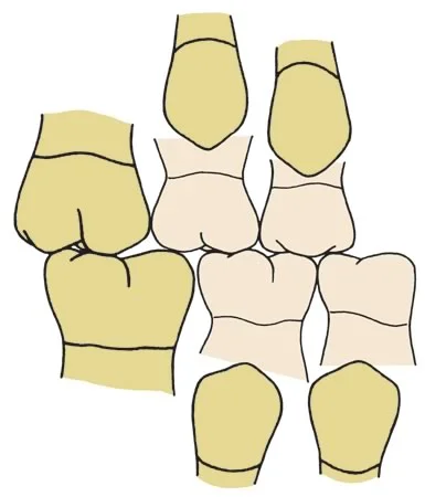 Leeway space: The primary canine, first, and second molar occupy more space in each quadrant than their permanent successors. The space left over is the leeway space.
