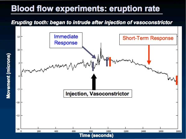 Plot of tooth movement over time: Agents that decrease blood flow to the PDL cause a temporary slow or stop in eruption.