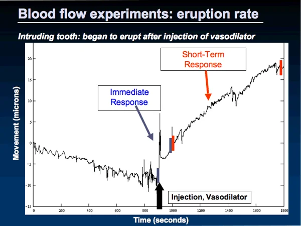 Plot of tooth movement over time: Agents that increase blood flow at the apex of the tooth cause an increase in eruption.