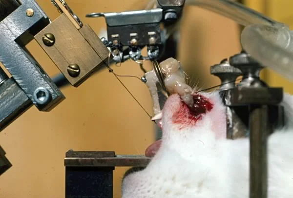 Close-up view of VCDT: Changes as small as 1-2 microns can be detected with this set-up.