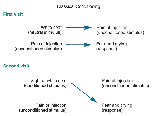 Model for classical conditioning: The association of unconditioned and conditioned stimuli results in a conditioned response to an unconditioned stimulus.