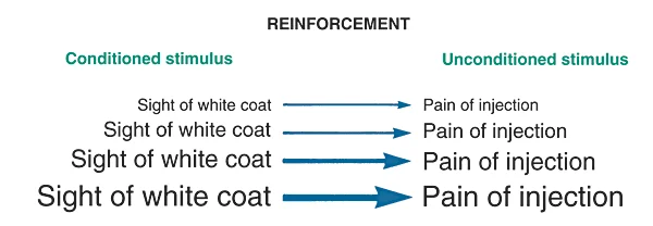 Reinforcement: Repeated association of conditioned and unconditioned stimuli results in reinforcement and a greater likelihood of a conditioned negative response in the future.