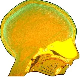 Cross-section of the chondrocranium in a fetus: Scott theorized that the cartilage of the nasal septum (yellow) acted as the determinant of growth for the maxilla.