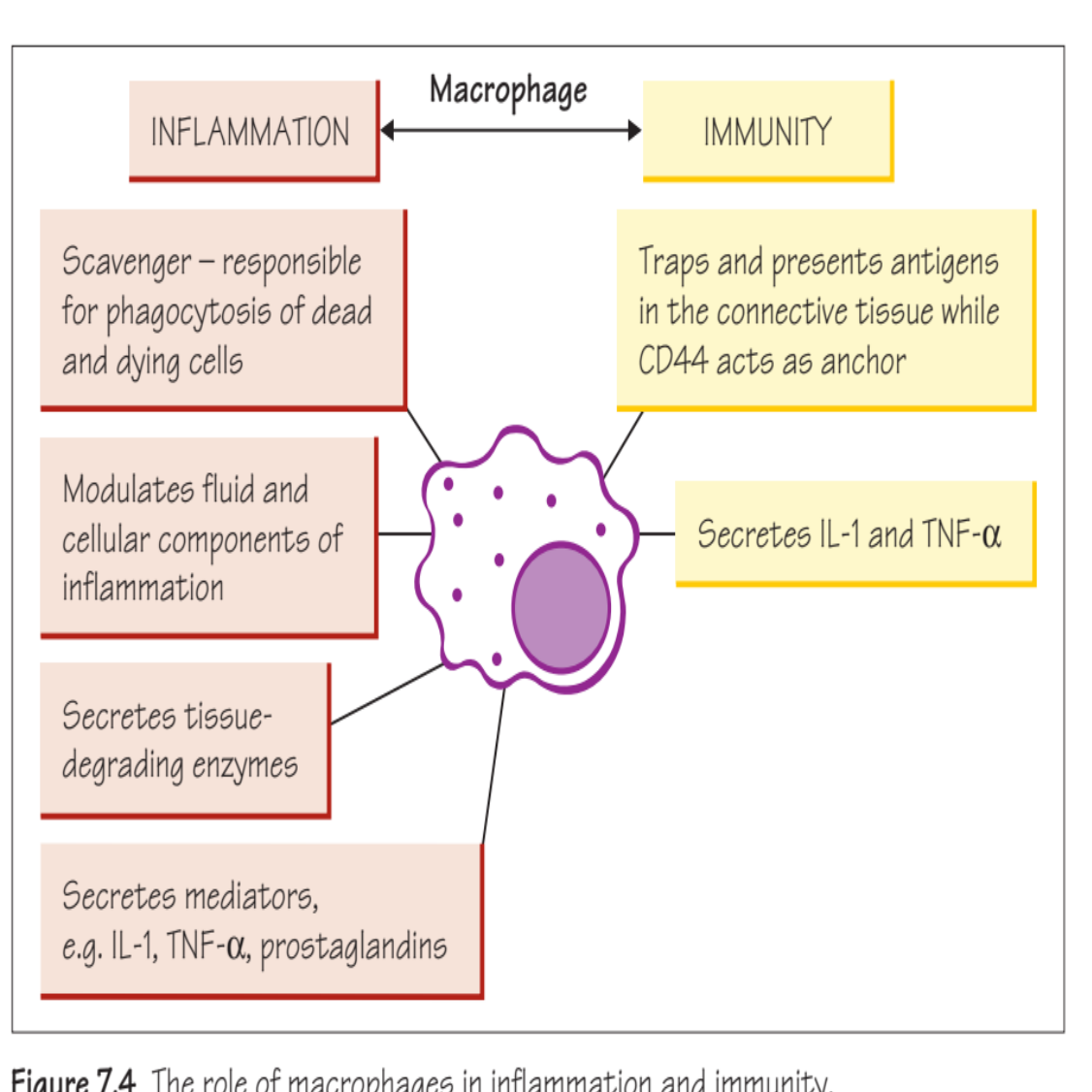 Figure 7.4 The role of macrophages in inflammation and immunity.