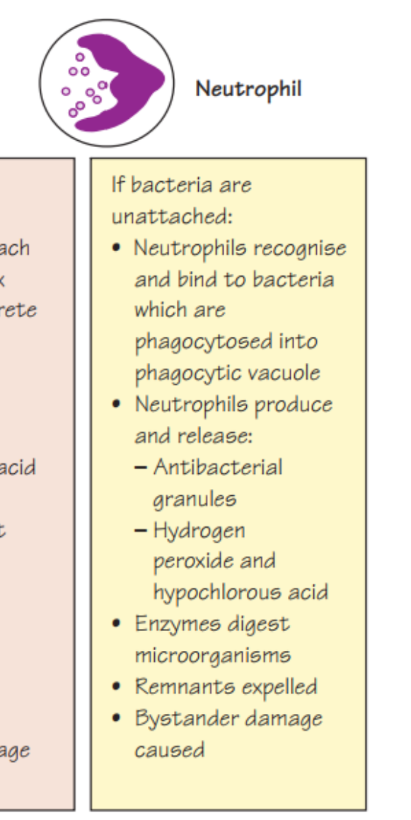 Figure 7.3 The role of neutrophils in phagocytosis or the killing of microorganisms.