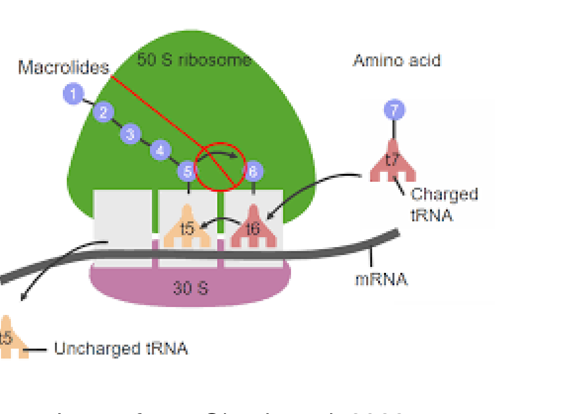 Image from: Oiseth et al.