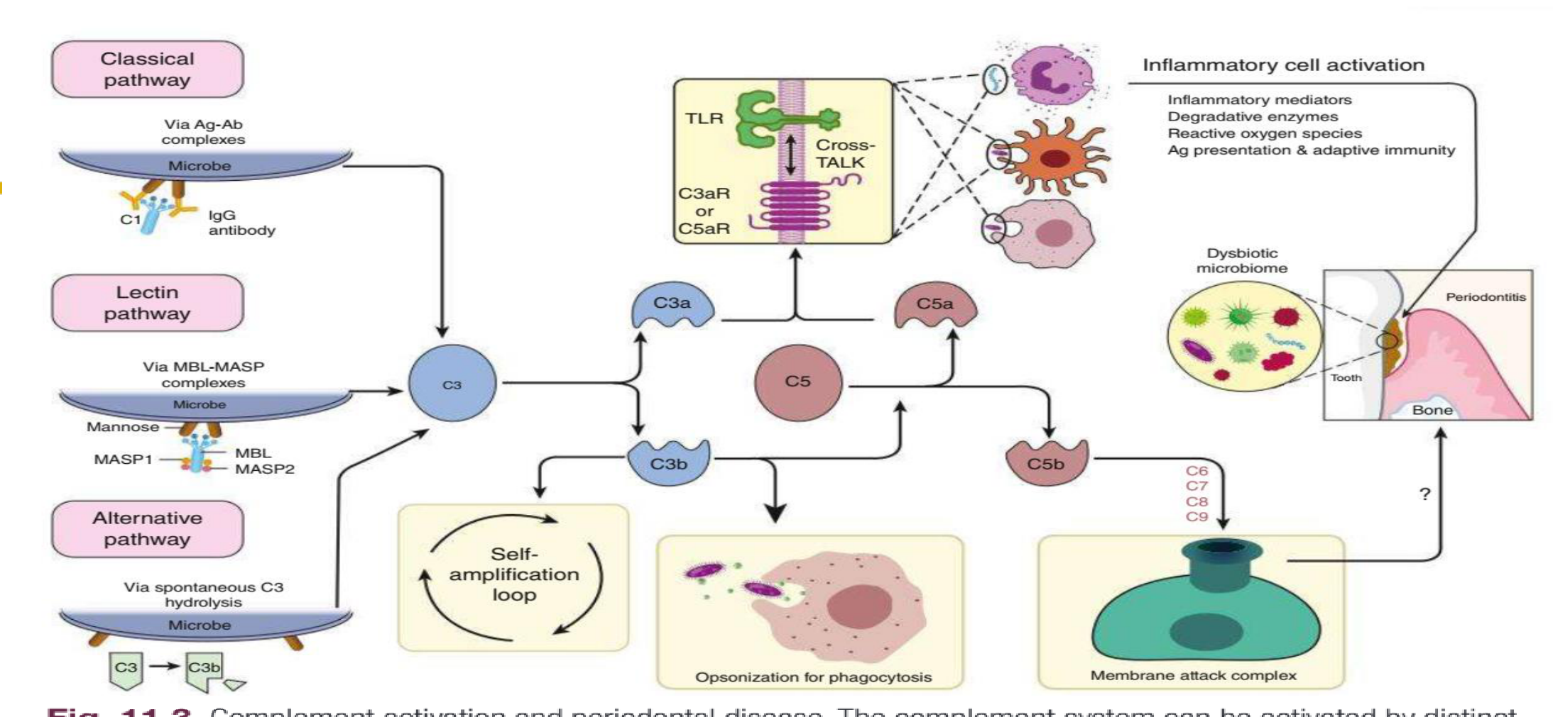 Fig. 11.3 Complement activation and periodontal disease.