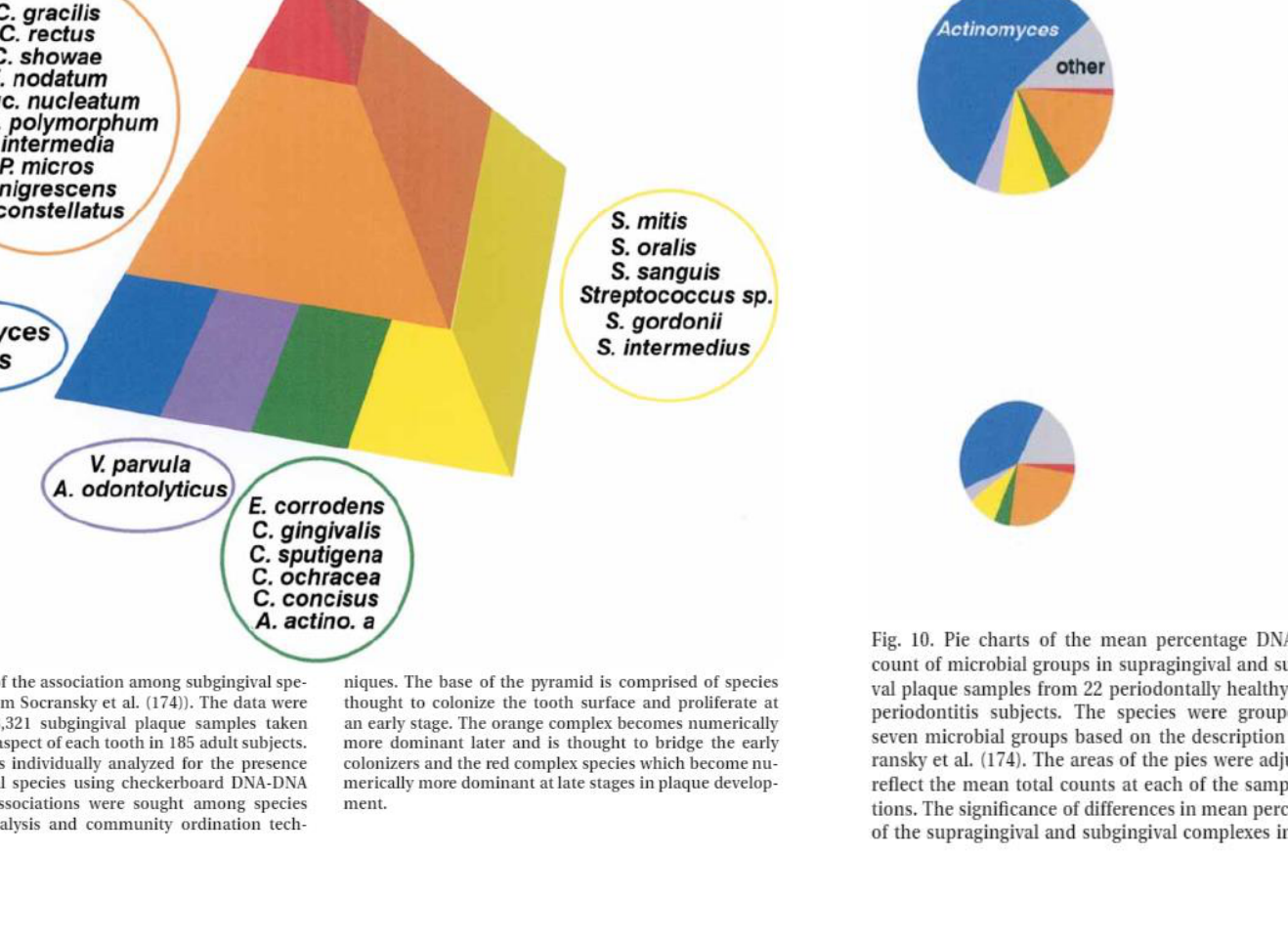 Fig. 1. Diagram of the association among subgingival species (adapted from Socransky et al. (174)). The data were derived from 13,321 subgingival plaque samples taken from the mesial aspect of each tooth in 185 adult subjects. Each sample was individually analyzed for the presence of 40 subgingival species using checkerboard DNA-DNA hybridization. Associations were sought among species using cluster analysis and community ordination techniques. The base of the pyramid is comprised of species thought to colonize the tooth surface and proliferate at an early stage. The orange complex becomes numerically more dominant later and is thought to bridge the early colonizers and the red complex species which become numerically more dominant at late stages in plaque development.