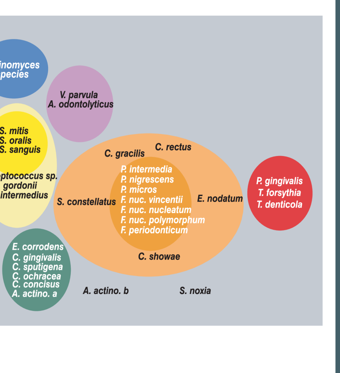 Fig. 10.24 Associations among subgingival species.
