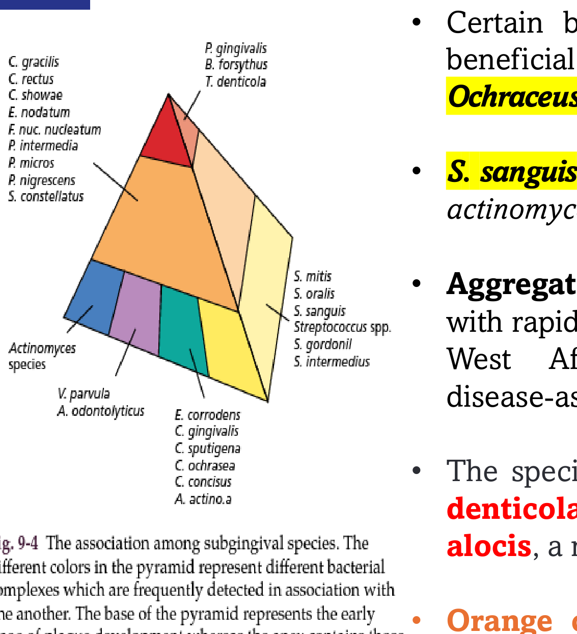 Fig. 9-4 The association among subgingival species. The different colors in the pyramid represent different bacterial complexes which are frequently detected in association with one another. The base of the pyramid represents the early stage of plaque development whereas the apex contains those organisms thought to be the last species to become established in the microbiota. The red complex of bacteria are those organisms frequently associated with sites of periodontal disease.