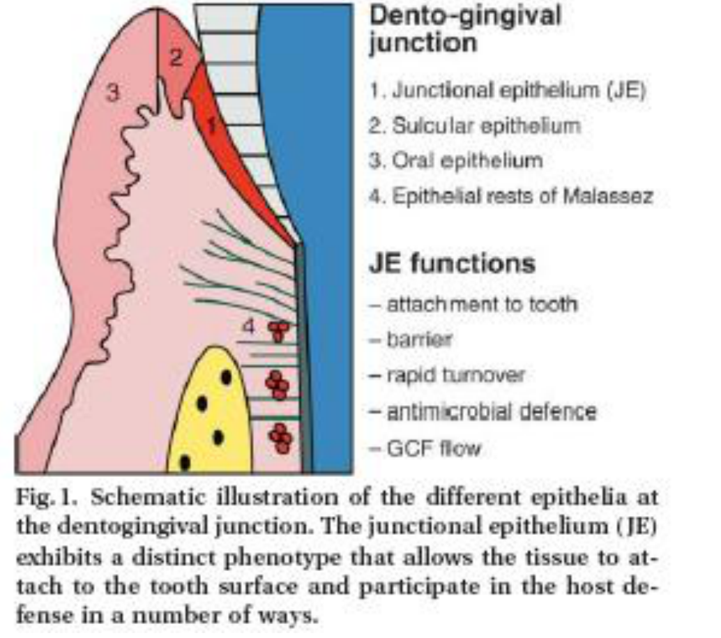 Fig.1. Schematic illustration of the different epithelia at the dentogingival junction. The junctional epithelium (JE) exhibits a distinct phenotype that allows the tissue to attach to the tooth surface and participate in the host defense in a number of ways.