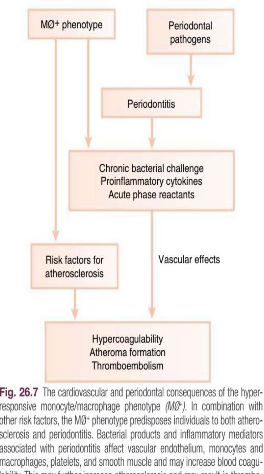 Fig. 26.7 The cardiovascular and periodontal consequences of the hyper-responsive monocyte/macrophage phenotype (MØ⁺).