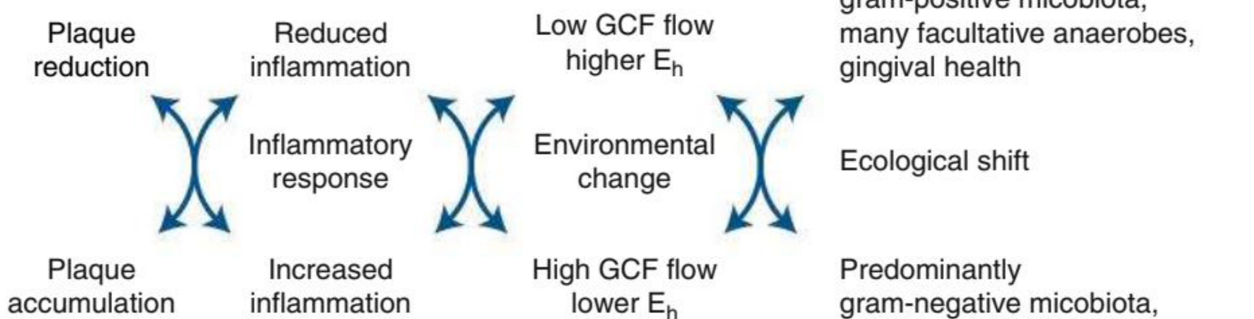 Fig. 10.25 Ecologic plaque hypothesis in relation to periodontal diseases: gingivitis and periodontitis. The accumulation of plaque causes the inflammation of adjacent tissues (gingivitis) and other environmental changes that favor the growth of gram-negative anaerobes and proteolytic species, including periodontal pathogens. The increased proportions of such species result in the destruction of periodontal tissues (i.e., periodontitis). E<sub>h</sub>, Redox potential; GCF, gingival crevicular fluid. (Adapted from Marsh PD. Microbial ecology of dental plaque and its significance in health and disease. Adv Dent Res. 1994;8:263.)
