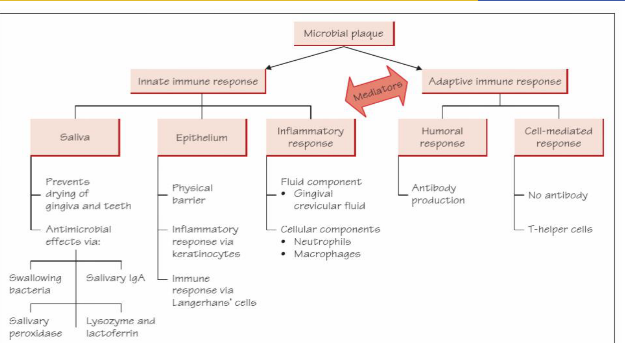 Figure 7.2 Host defences against microbial plaque.
