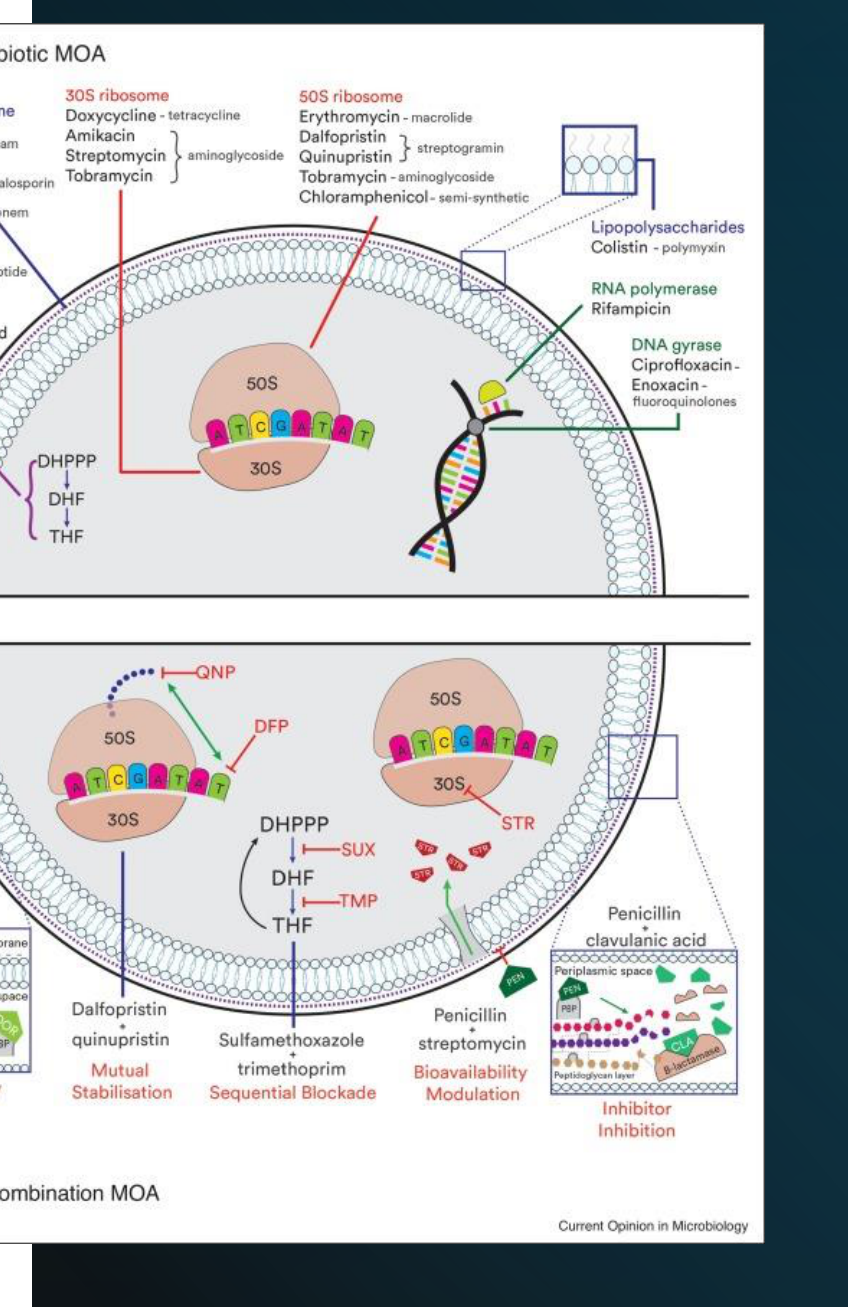 (a) Single Antibiotic MOA (b) Proposed Combination MOA Image from: Sullivan et al. 2020 Current Opinion in Microbiology