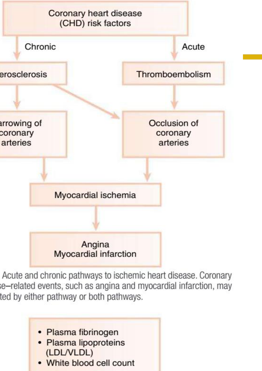 Fig. 26.2 Acute and chronic pathways to ischemic heart disease. Coronary heart disease–related events, such as angina and myocardial infarction, may be precipitated by either pathway or both pathways.
