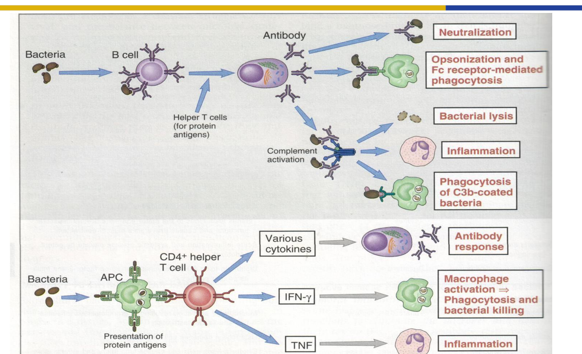 Figure 15–1 Adaptive immune responses to extracellular microbes.