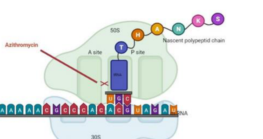 Image from: Heidary et al.