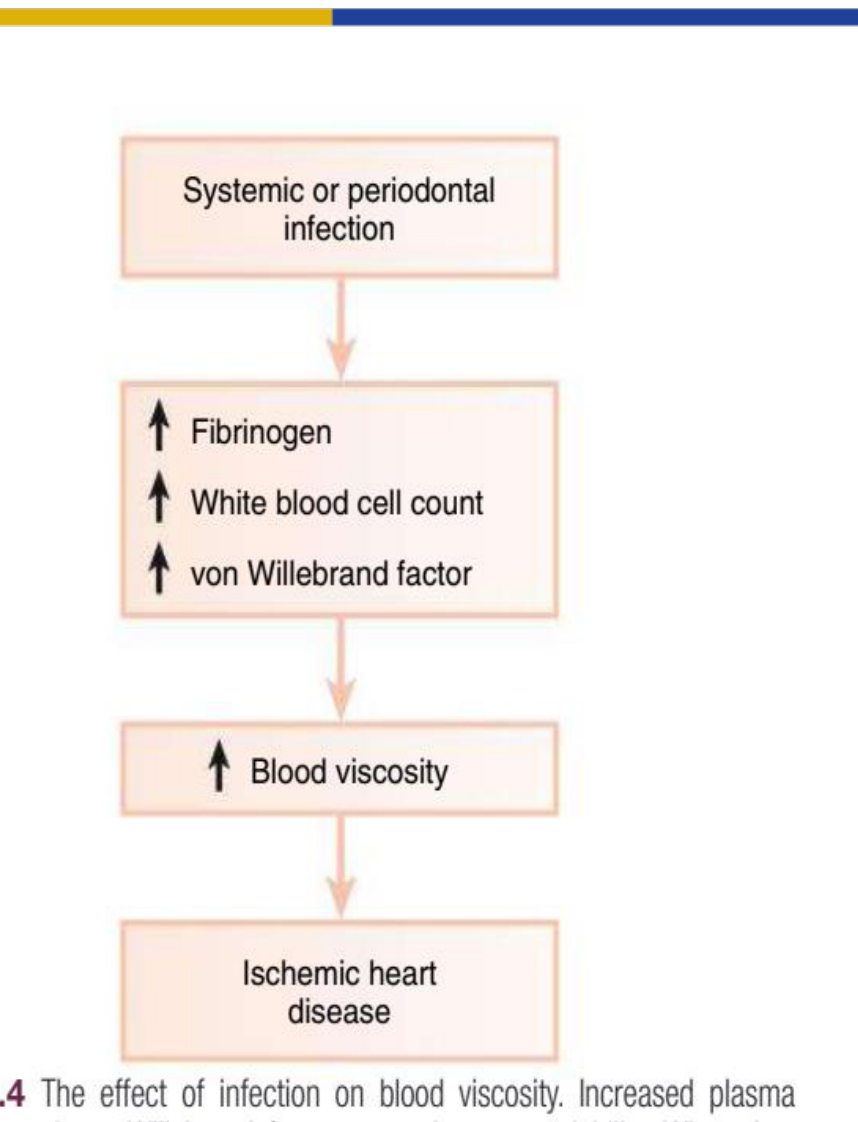 Fig. 26.4 The effect of infection on blood viscosity. Increased plasma fibrinogen and von Willebrand factor cause hypercoagulability. When they are combined with an increased white blood cell count, the blood viscosity increases, thereby increasing the risk of coronary ischemia.