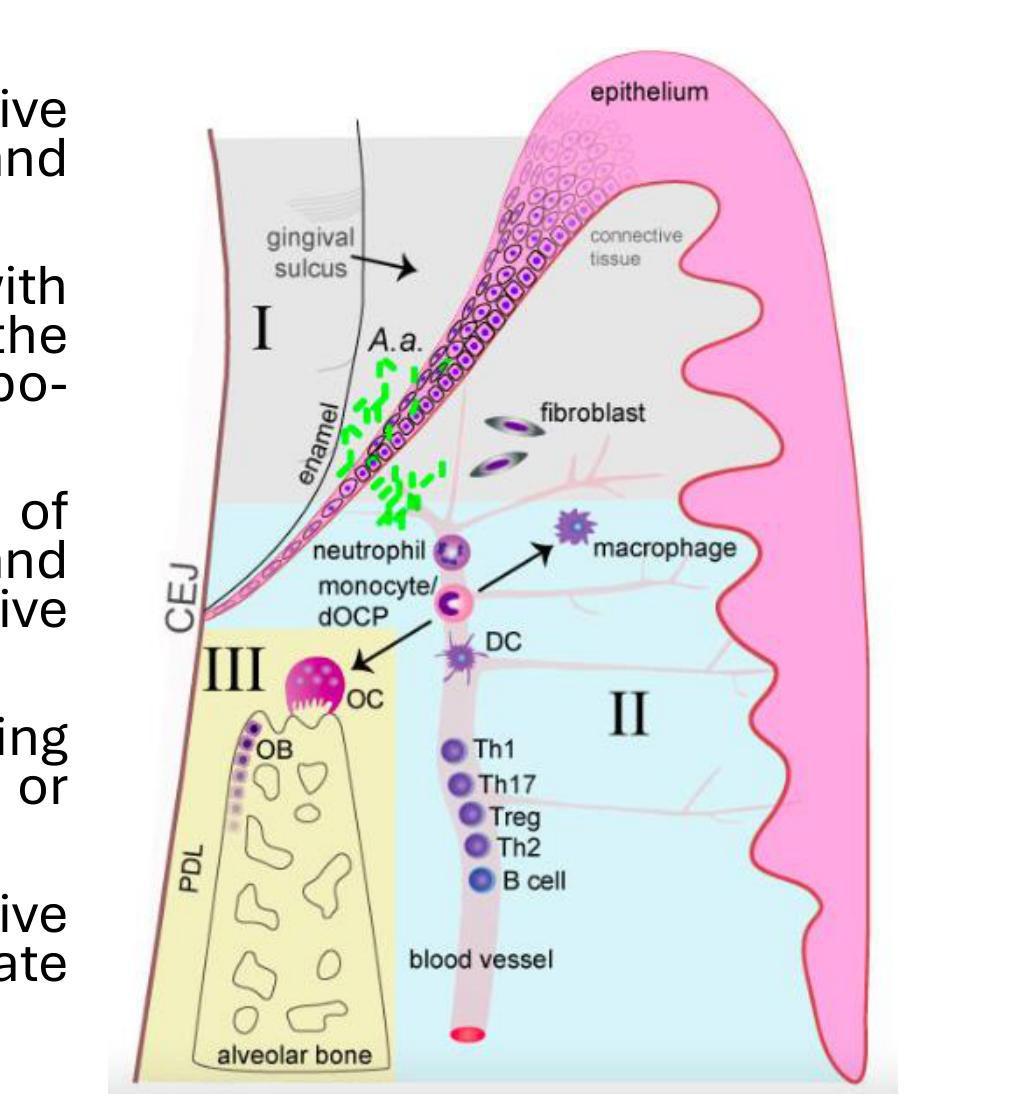 Image from: Herbert et al.